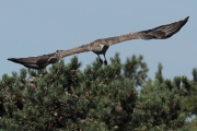 03.07.11 : he is leaving the nest (under the eye of the young)