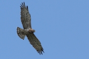 23.07.11 : according to the plumage this flying Short-toed Eagle is an adult female