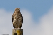 28.07.13 : this perching Short-toed Eagle is also probably an adult female