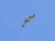 Short-toed Eagle (CIRCAETUS GALLICUS) / by PISMENNYI K. 2005