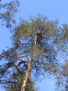 Short-toed Eagle nest / by PISMENNYI K. 2005