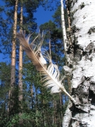 Short-toed Eagle's feather / by PISMENNYI K. 2005