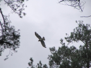Short-toed Eagle (CIRCAETUS GALLICUS) / by PISMENNYI K. 2005
