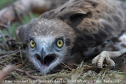 Short-toed Eagle (CIRCAETUS GALLICUS) / by PISMENNYI K. 2008