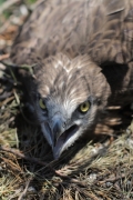 Short-toed Eagle (CIRCAETUS GALLICUS) / by PISMENNYI K. 2008
