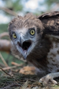 Short-toed Eagle (CIRCAETUS GALLICUS) / by PISMENNYI K. 2008