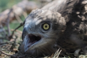 Short-toed Eagle (CIRCAETUS GALLICUS) / by PISMENNYI K. 2008