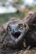 Short-toed Eagle (CIRCAETUS GALLICUS) / by PISMENNYI K. 2008