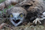 Short-toed Eagle (CIRCAETUS GALLICUS) / by PISMENNYI K. 2008