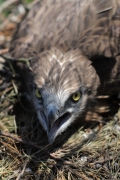 Short-toed Eagle (CIRCAETUS GALLICUS) / by PISMENNYI K. 2008