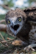 Short-toed Eagle (CIRCAETUS GALLICUS) / by PISMENNYI K. 2008