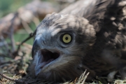 Short-toed Eagle (CIRCAETUS GALLICUS) / by PISMENNYI K. 2008