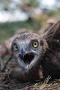 Short-toed Eagle (CIRCAETUS GALLICUS) / by PISMENNYI K. 2008