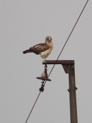 Adult Short-toed Eagle female in a dignified pose