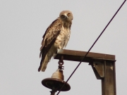 The female is interested in big and unusual photoequipment