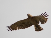 The Short-toed Eagle is flying right over the man
