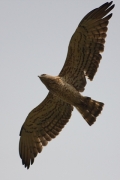 A bit out of focus
