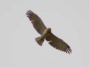 And now the Eagle is viewing the photographer from above