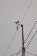 Adult Short-toed Eagle female in a dignified pose