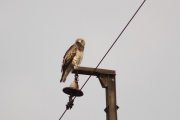 The female is interested in big and unusual photoequipment