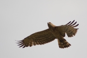 The Short-toed Eagle is flying right over the man