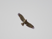 And now the Eagle is viewing the photographer from above