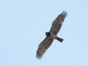 16.08 : male of other Short-toed Eagles pair has also noticeably less dark marks on his flanks than the female