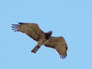 16.08 : massive female with a lot of dark marks and with well-marked ''hood''. Good individual character now is the moulting of the primaries of her both wings