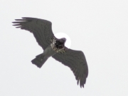 24.05 : another male – he may be taken for a female because of his well-defined ''hood'' or ''plastron''. Also its shape is the male’s individual mark, that allows to recognize him from year to year