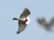 31.08.2008 : the same male 9 months ago at the same territory