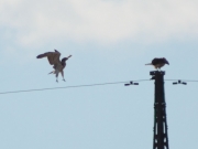 16.08 : two partners without a young in this year give much attention to each other. The male is approaching the female to ''attack'' her