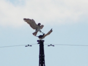 16.08 : boohm !!! …but just a minute before that she has banished him from this power line pylon