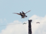16.08 : 7 minutes later the male gives her the perch again
