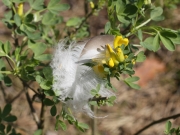 04.05 : a feather on a branch under the perch at Short-toed Eagles nesting site in the beginning of the season