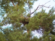 24.08 : and the empty nest already with a lot of the young’s down – good sign of the successful breeding