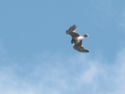 24.08 : the male with a snake over his nesting site is looking for the young to feed. His individual character is the silhouette, that reminds the silhouette of an Osprey