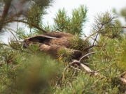 09.08 : young Short-toed Eagle has left the nest, but it doesn’t fly yet