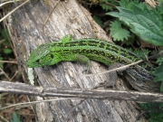 09.05 : the Sand Lizard (Lacerta agilis) is numerous though rather small as a good prey for Short-toed Eagles in Kiev Region