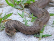 the Smooth Snake (Coronella austriaca) is too rare here to be caught often by Short-toed Eagles