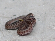 the European Adder (Vipera berus) is distributed sporadically and obviously it can be met regularly only in the diet of certain Short-toed Eagles pairs in Kiev Region