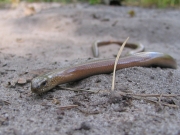 the Slow Worm (Anguis fragilis) is not too rare in local forests