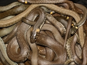 the Grass Snake (Natrix natrix) is the staple food of Short-toed Eagles because a lot of them live in open wet territories of the Region and they are easy of access. Therefore the Eagles in Kiev Region are more or less connected with wet lands