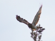 09.08 : she is seeing the photographer at a distance of 35 m, but has waited for half a minute before getting off the perch