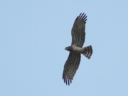 09.08 : this is a male of the same Short-toed Eagles pair circling right after feeding the young