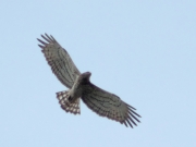 09.08 : his breeding season which started from the beautiful sky dance is approaching to the end for him