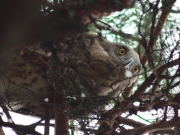 09.08 : obliterative colouration makes the young more or less inconspicuous