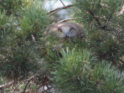 09.08 : and certainly its shy behaviour helps to stay invisible in crowns of pines