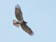 09.08 : flight not high above the ground – the Short-toed Eagle’s feathers are spread as much as possible