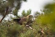 09.08 : young Short-toed Eagle has left the nest, but it doesn’t fly yet