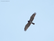 16.08 : male of other Short-toed Eagles pair has also noticeably less dark marks on his flanks than the female
